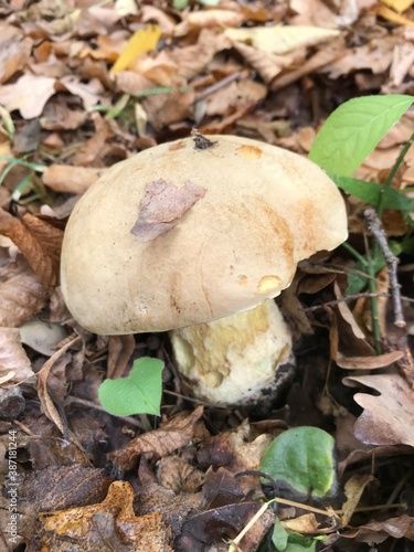 boletus edulis mushroom