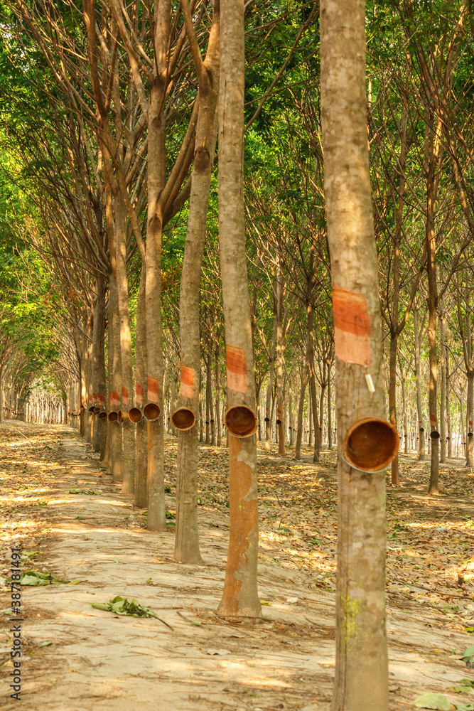 rubber tree of Thailand