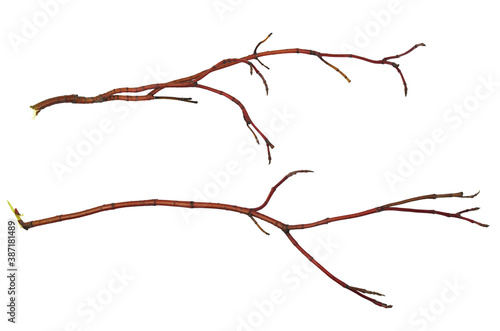 Set of dry red twigs