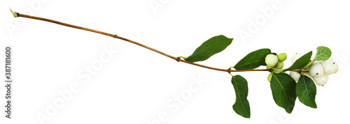 Snowberries (Symphoricarpos...