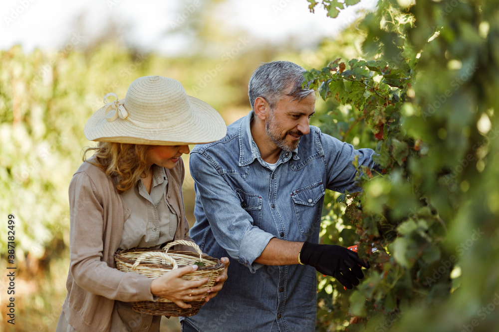 Two adults at orchard, picking grapes. Two adults at orchard, picking grapes.