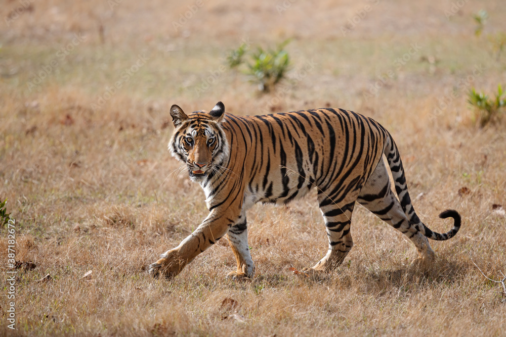 Obraz premium Tiger, Bengal Tiger (Panthera tigris Tigris), walking in Bandhavgarh National Park in India