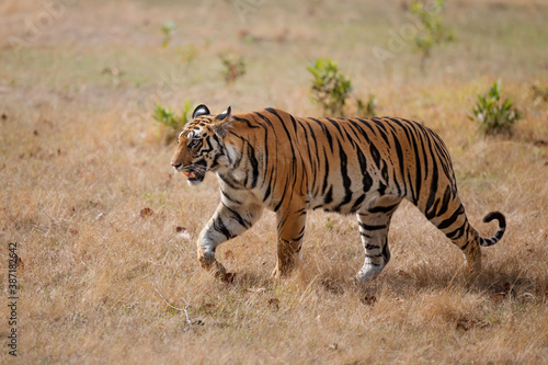 Tableau sur toile Tiger, Bengal Tiger (Panthera tigris Tigris), walking in Bandhavgarh National Pa