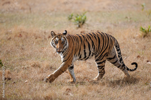 Tiger  Bengal Tiger  Panthera tigris Tigris   walking in Bandhavgarh National Park in India