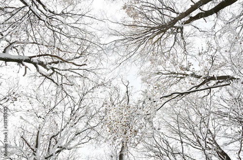 Wallpaper Mural Treetops in winter forest covered hoarfrost and in snow Torontodigital.ca