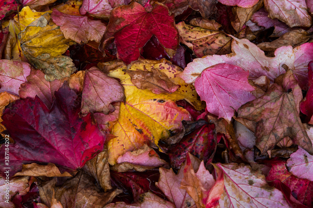 Close up on Colorful autumn ivy leaves background Close up on Colorful autumn ivy leaves background