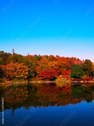 昭和記念公園の日本庭園の池