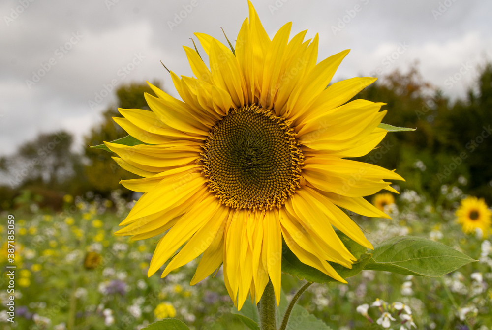 große gelbe Sonnenblume