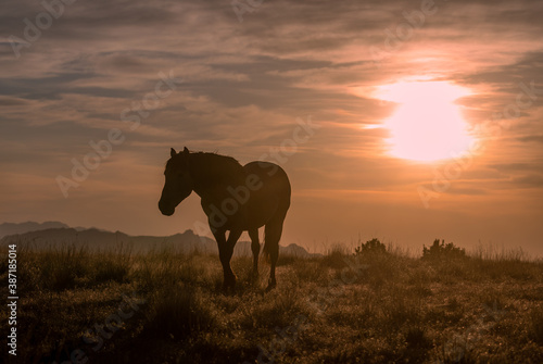 Wild Horse at Sunset in the Utah Desert