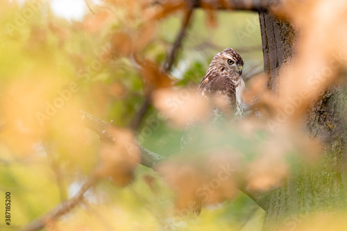Red-tailed Hawk portrait