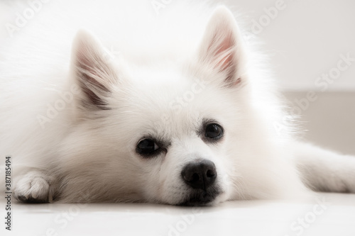 close up white spitz. pomeranian white puppy dog with happy tongue face. portrait cute dog