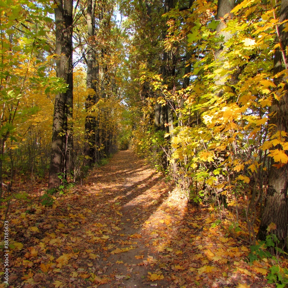 Autumn nature, beautiful colorful trees. Autumn nature, beautiful colorful trees.