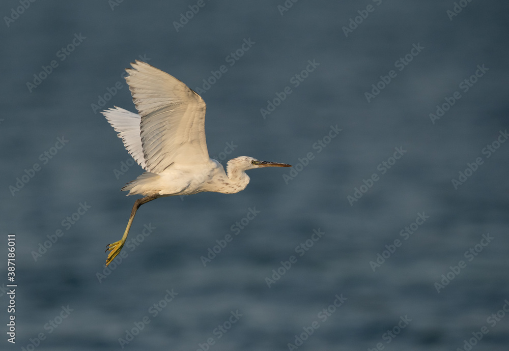 Obraz premium Western reef heron white morphed in flight at Busaiteen coast, Bahrain