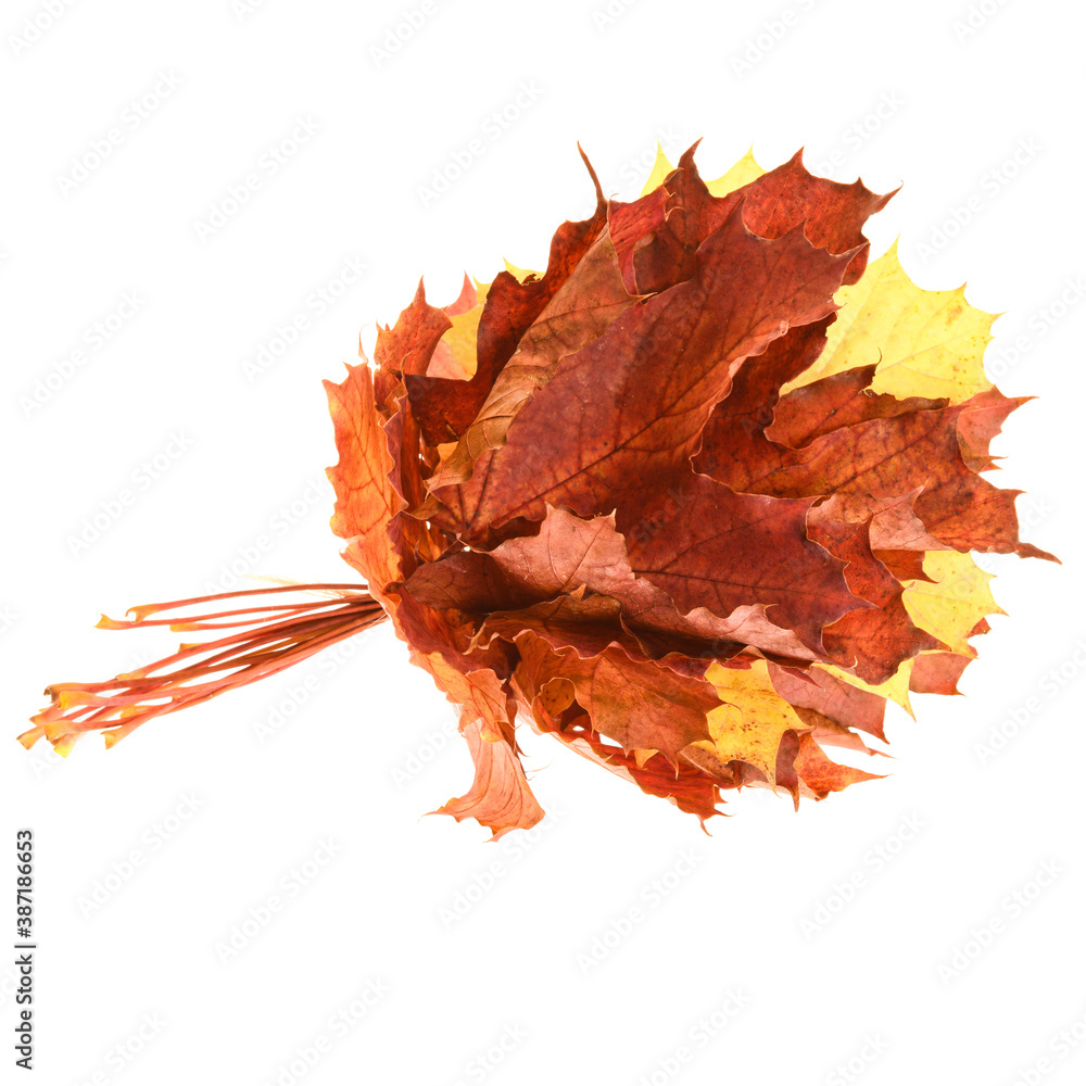 Fototapeta premium autumn leaves isolated on white background