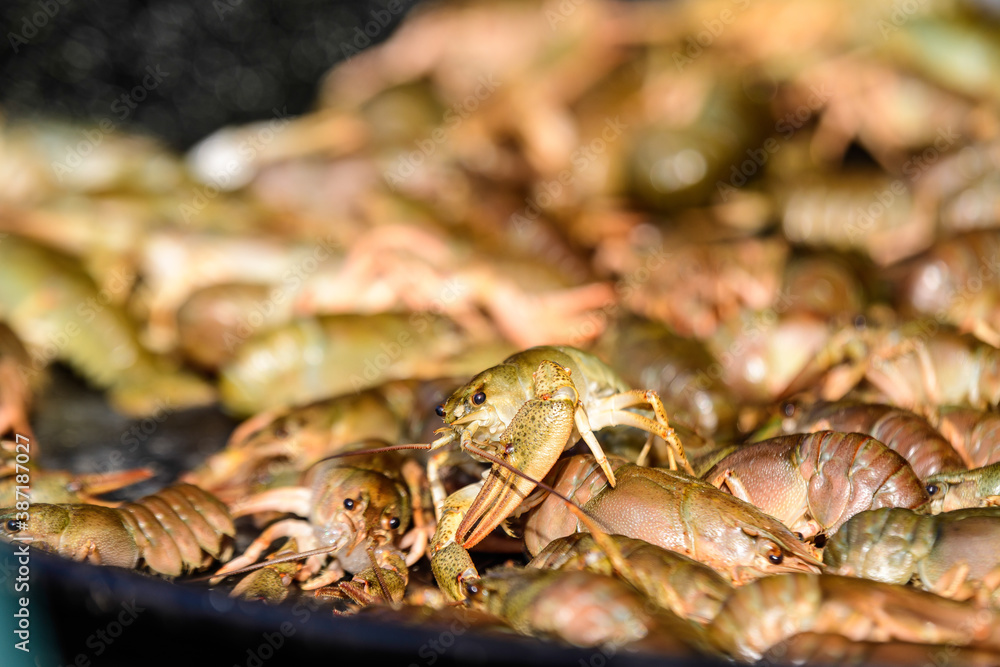 Raw European crayfishes Astacus astacus (noble or broad-fingered crayfish, the most common species of crayfish in Europe) in a pan ready to be cooked at a street food festival, healthy seafood . Raw European crayfishes Astacus astacus (noble or broad-fingered crayfish, the most common species of crayfish in Europe) in a pan ready to be cooked at a street food festival, healthy seafood .