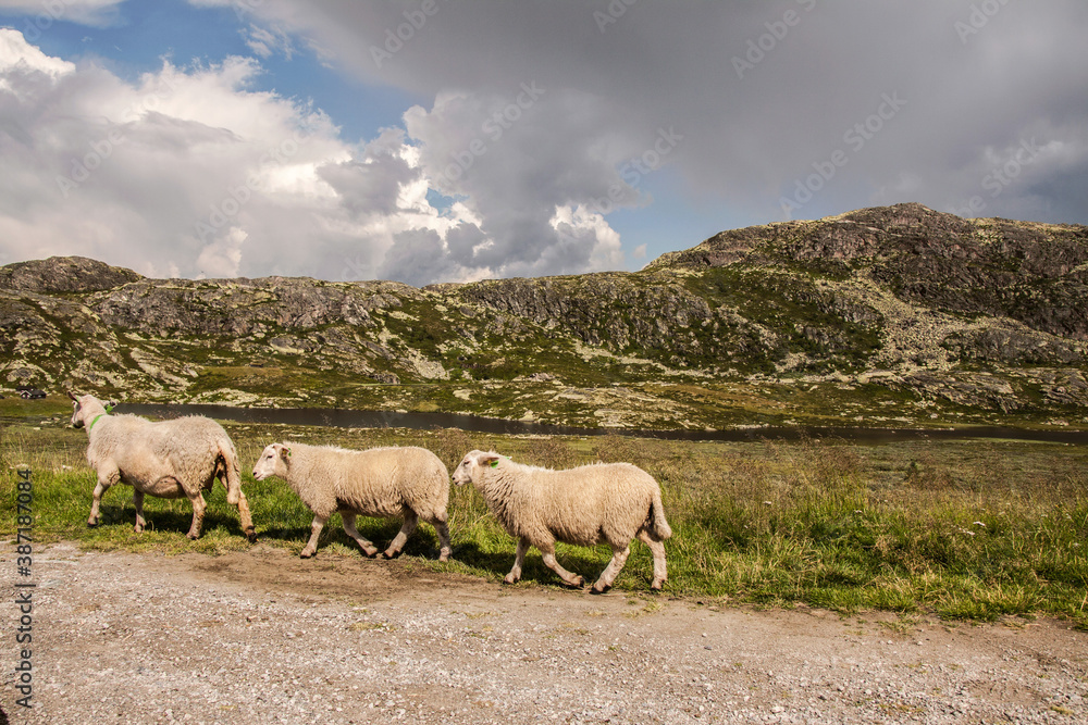 Sheep grazing on a plateau near Mount Gaustatoppen in Norway. Fluffy animals running along the asphalt road
