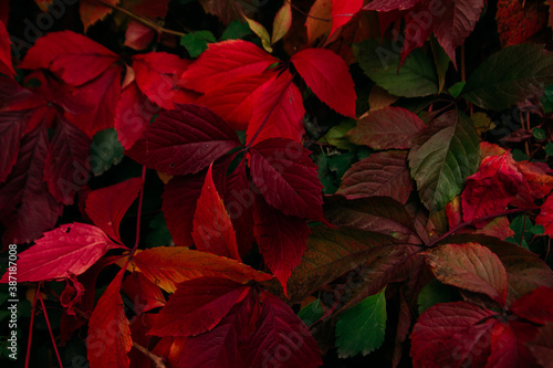 red leaves of wild grapes close up