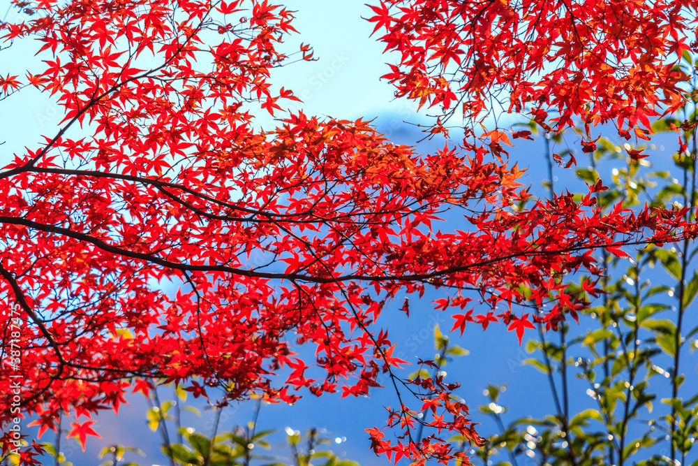 Maple color change beautiful. Maple color change beautiful.