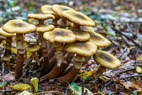 Armillaria mellea, commonly known as honey fungus, is a basidiomycete fungus in the genus Armillaria. Beautiful edible mushroom.