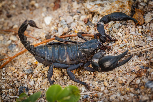 Black scorpion found naturally in Thailand
