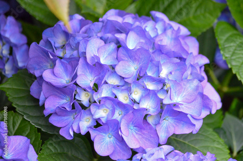 Large blue flowers of hydrangea macrophylla or hortensia shrub in full bloom in a flower pot  with fresh green leaves in the background  in a garden in a sunny summer day.