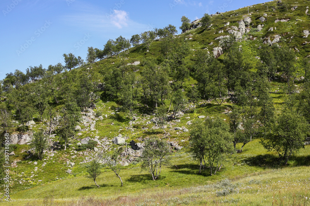 Norwegian landscape. Dwarf birch grows on a slope between many rocks Norwegian landscape. Dwarf birch grows on a slope between many rocks