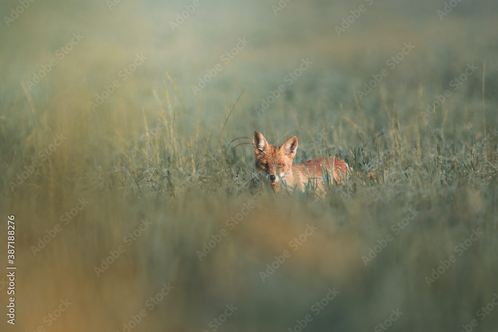 Red fox in the grass Red fox in the grass