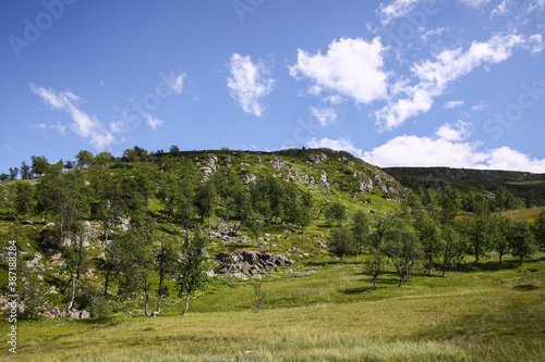 Norwegian landscape. Dwarf birch grows on a slope between many rocks photo