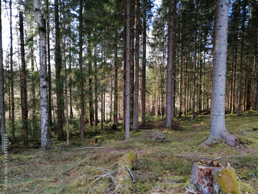A view of jungle in Sweden A view of jungle in Sweden