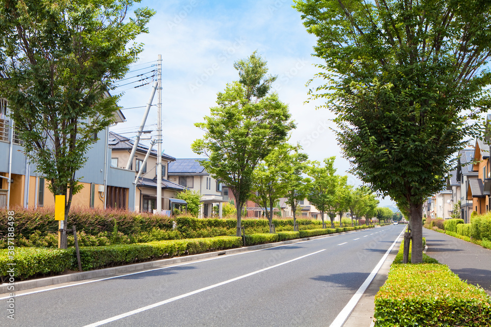 Naklejka premium 並木道と住宅