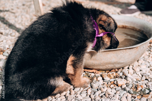 German shepherd kennel, a young thoroughbred dog. A beautiful little black and red German shepherd puppy with a pink ribbon collar is drinking water from a basin.