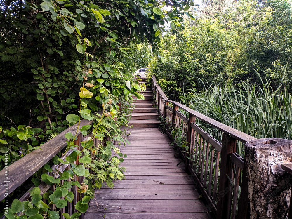 Footbridge crossing the dense thickets. Path through a green summer park.