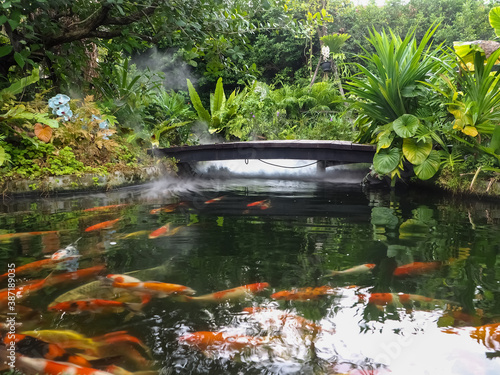 A koi pond in a fertile park with white mist