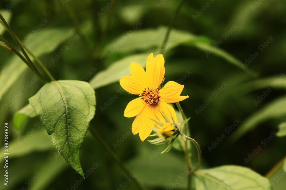 Yellow flower and green leaf on a blurred background. Close-up. Top view. Yellow flower and green leaf on a blurred background. Close-up. Top view.