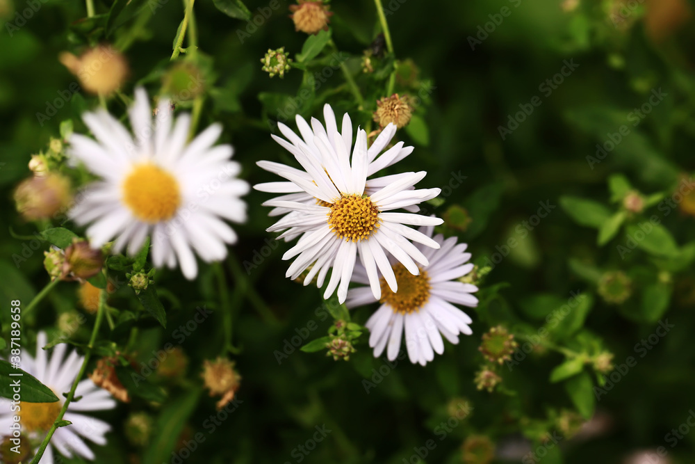 Fototapeta premium Chamomile on a blurred green background. Close-up. Top view.