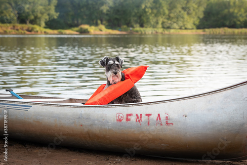schnauzer dog sitting alone in a canoe wearing life vest. Salt and pepper pup on shore with reflective greens of river behind. 