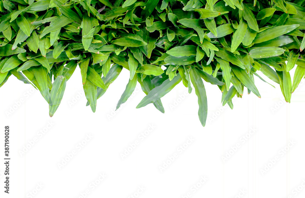 Grass on white background Grass on white background