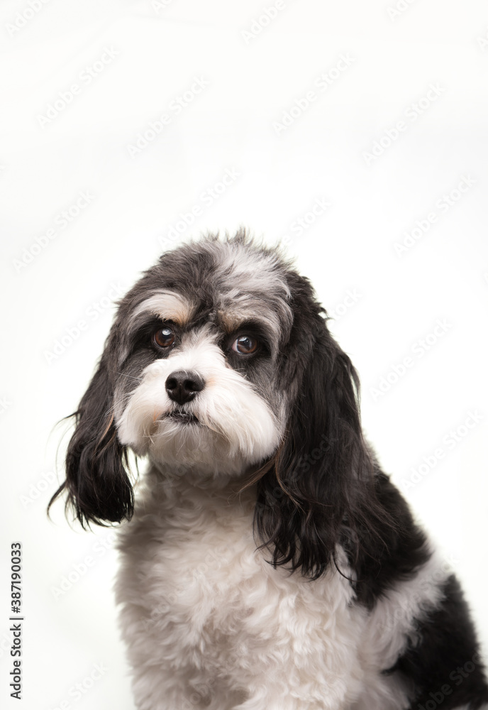 Cavapoo dog. Mixed breed Cavalier King Charles Spaniel cross poodle portrait, high key. Small black and white pup with long floppy ears and expressive eyes. Cavapoo dog. Mixed breed Cavalier King Charles Spaniel cross poodle portrait, high key. Small black and white pup with long floppy ears and expressive eyes.