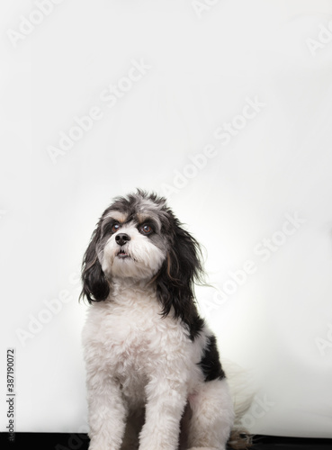 Cavapoo dog. Mixed breed Cavalier King Charles Spaniel cross poodle portrait, high key. Small black and white pup with long floppy ears and expressive eyes. 