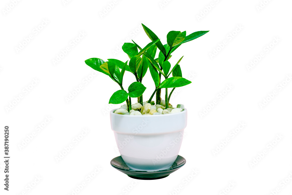 Flower pots green Flower pots green