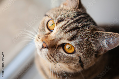 scottish straight cat portrait