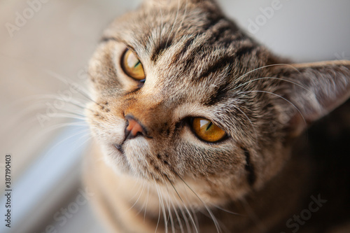 scottish straight cat portrait