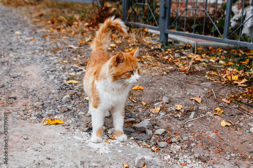 fluffy ginger cat on the road