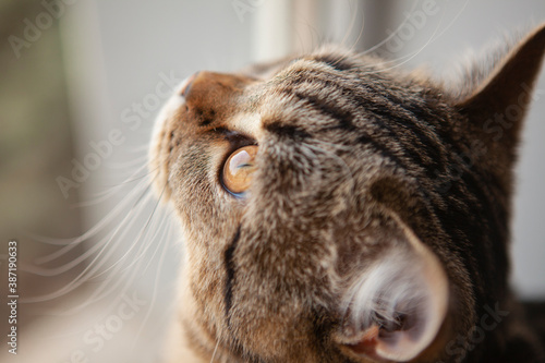 scottish straight cat portrait