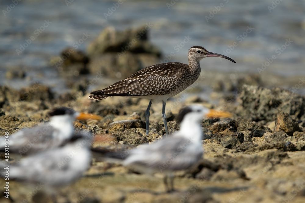 Obraz premium Whimbrel and Greater crested tern at Busaiteen coast, Bahrain. Selective focus on Whimbrel.