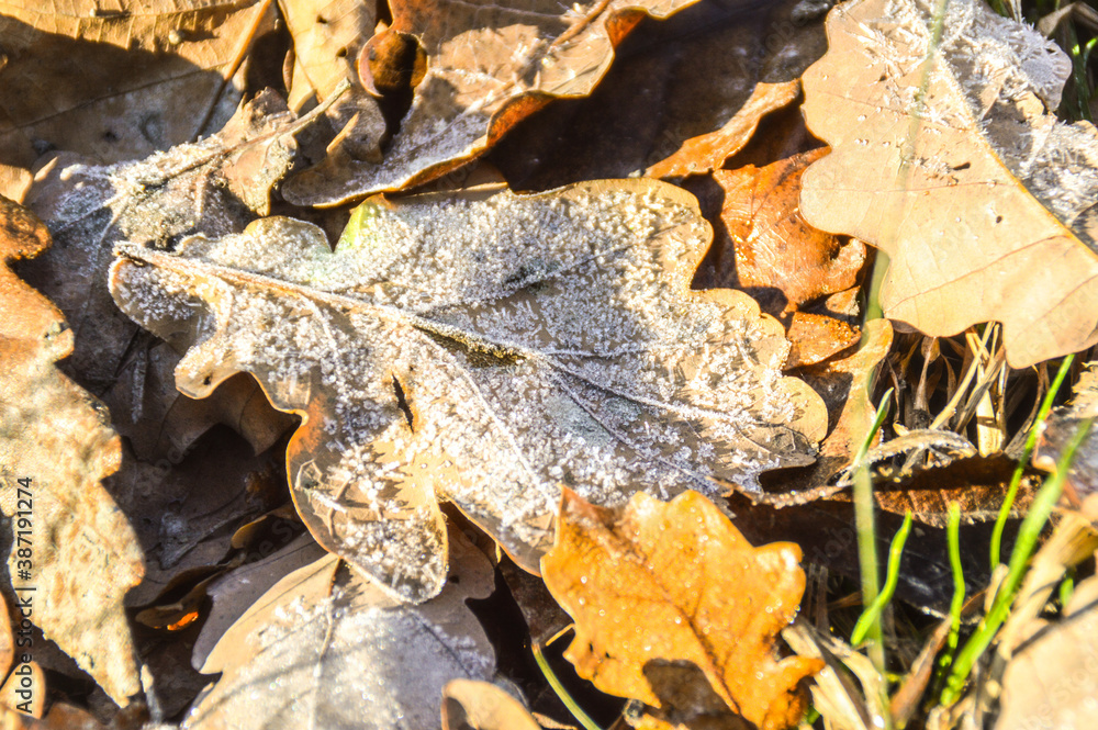 Orange leaves covered in frost, signs of the coming winter and the end of the autumn season Orange leaves covered in frost, signs of the coming winter and the end of the autumn season