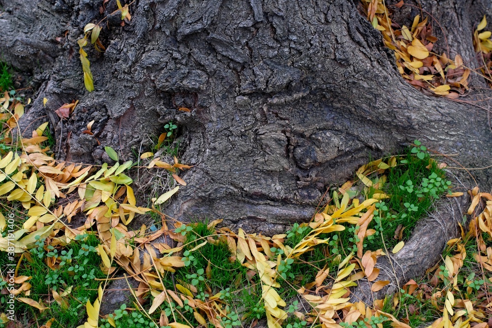 roots and moss in the autumn forest roots and moss in the autumn forest