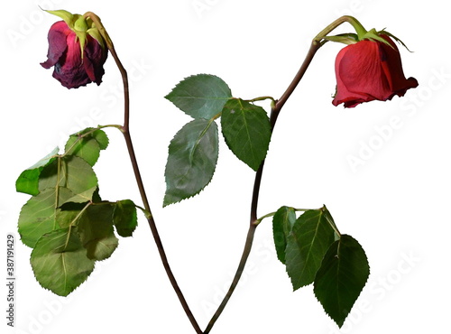 Two lonely withered roses on the white background