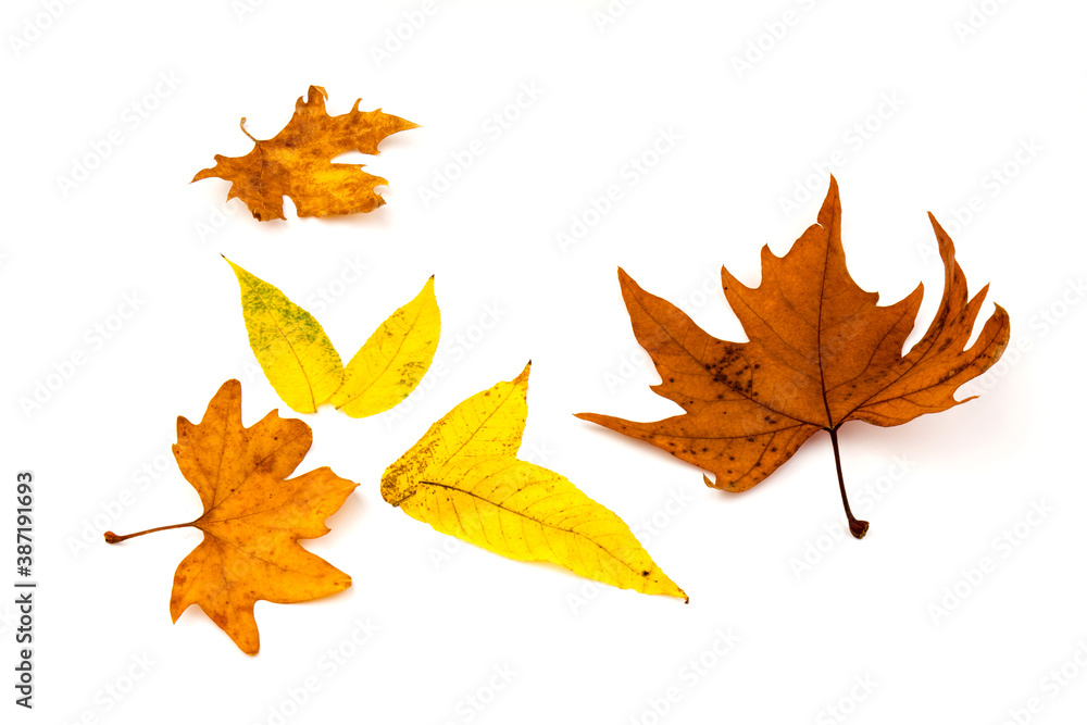 Autumn leaf close-up on white background. rich color background Autumn leaf close-up on white background. rich color background