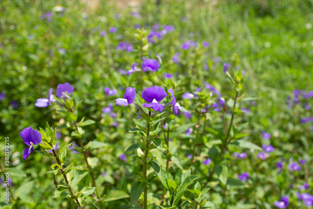 The beautiful light purple flowers with green blur leaves in the natural garden The beautiful light purple flowers with green blur leaves in the natural garden